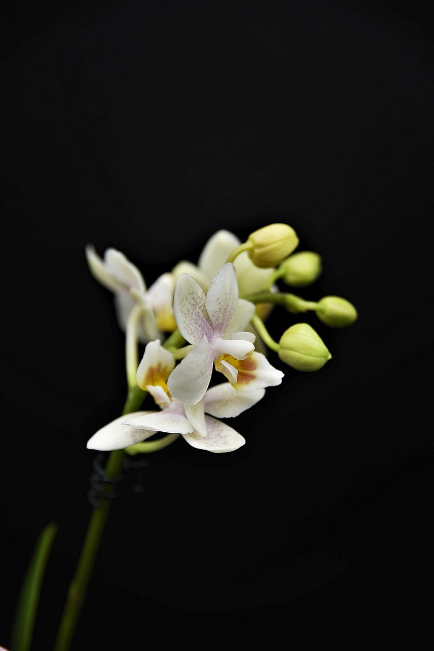 Pale orchid against a deep dark background